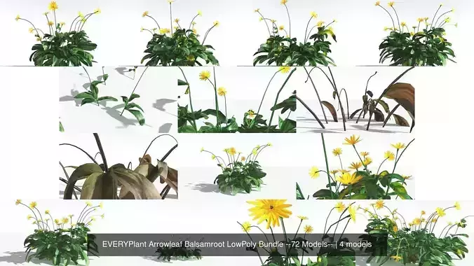 EVERYPlant Arrowleaf Balsamroot LowPoly Bundle --72 Models-- 3D Model Collection