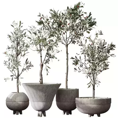 HQ Plants Mission Olive Tree Indoor Vase Set001 3D model