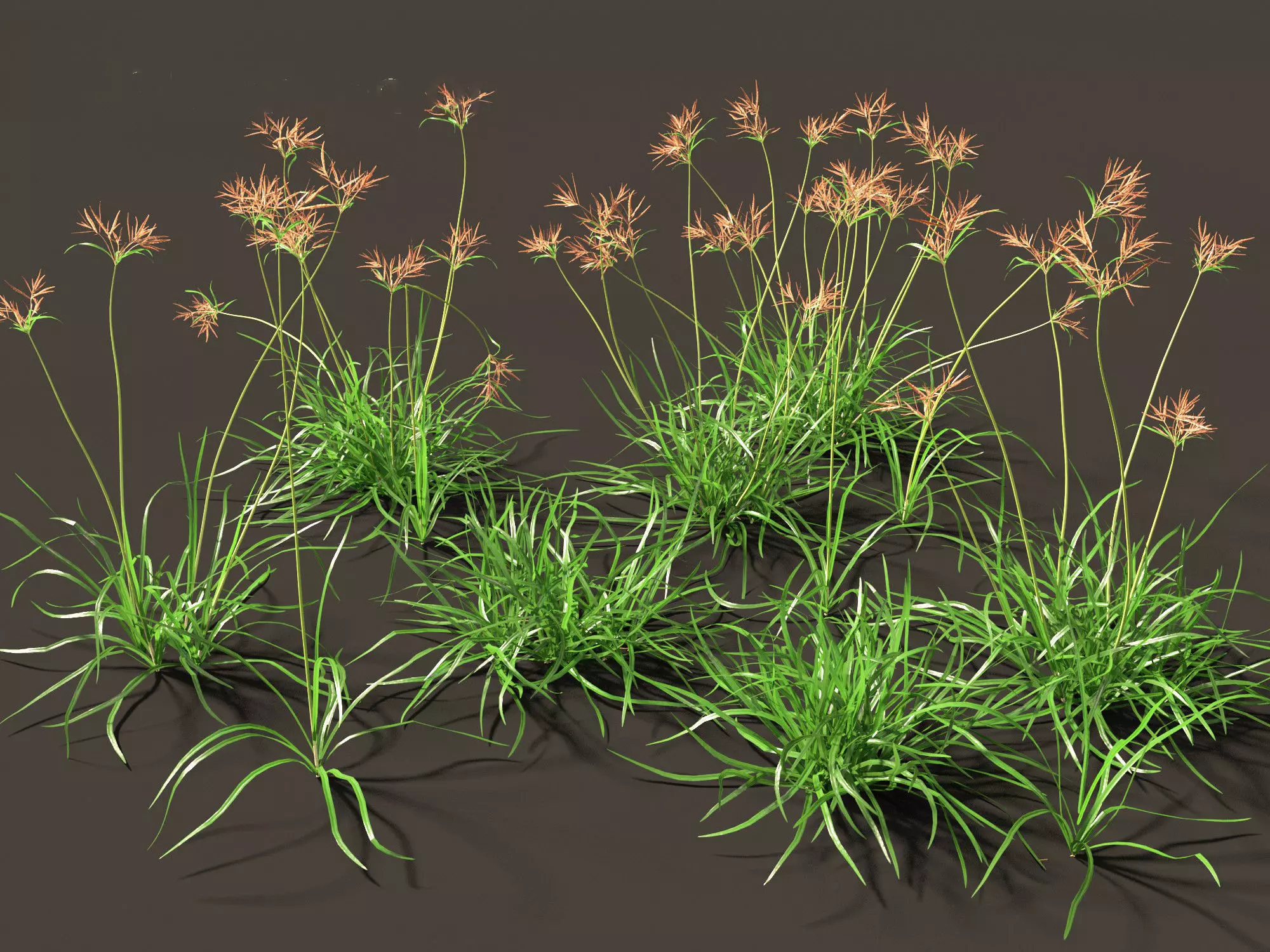 Cyperus rotundus - Purple Nutsedge 01 Grass 3D model