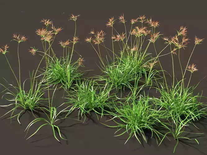 Cyperus rotundus  - Purple Nutsedge 01 Grass