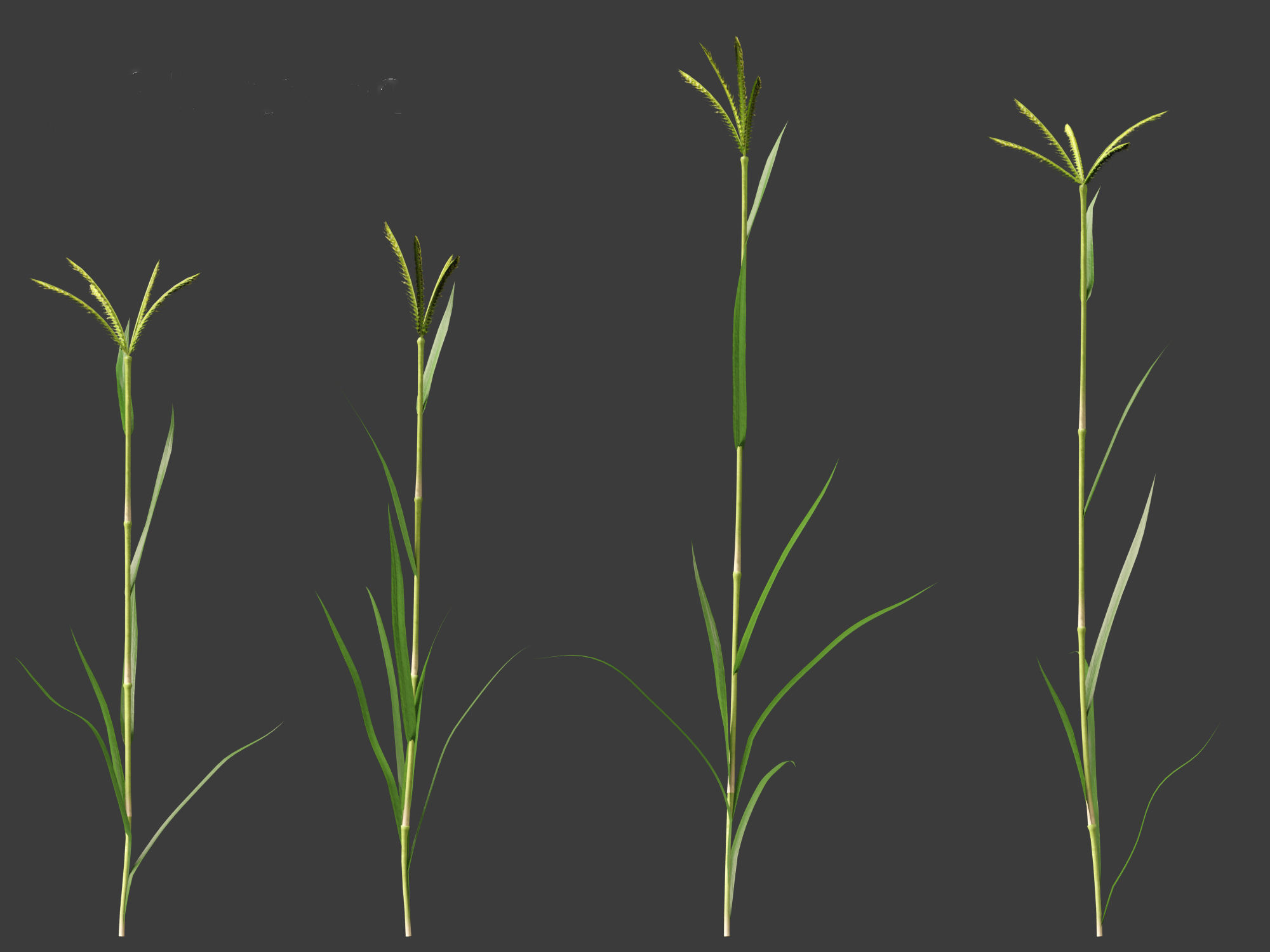 Dactyloctenium aegyptium - Egyptian crowfoot grass 01 Grass   3D model_4