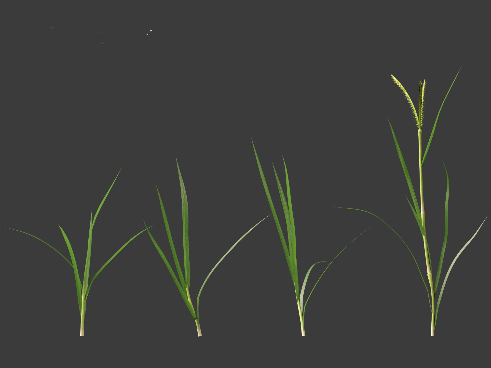 Dactyloctenium aegyptium - Egyptian crowfoot grass 01 Grass   3D model_9