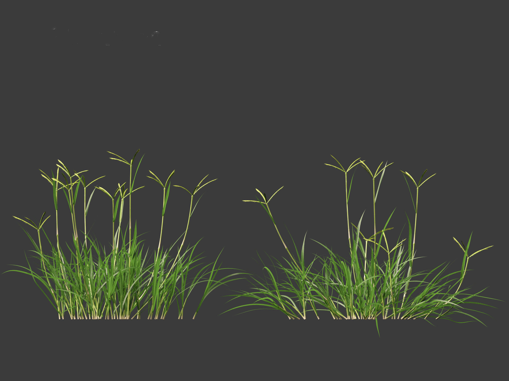 Dactyloctenium aegyptium - Egyptian crowfoot grass 01 Grass   3D model_11