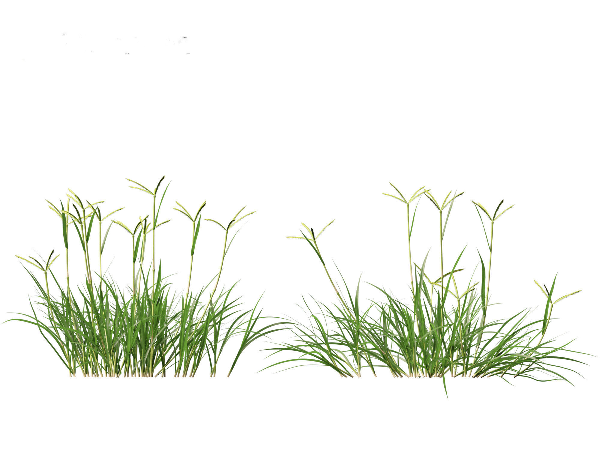 Dactyloctenium aegyptium - Egyptian crowfoot grass 01 Grass   3D model_10