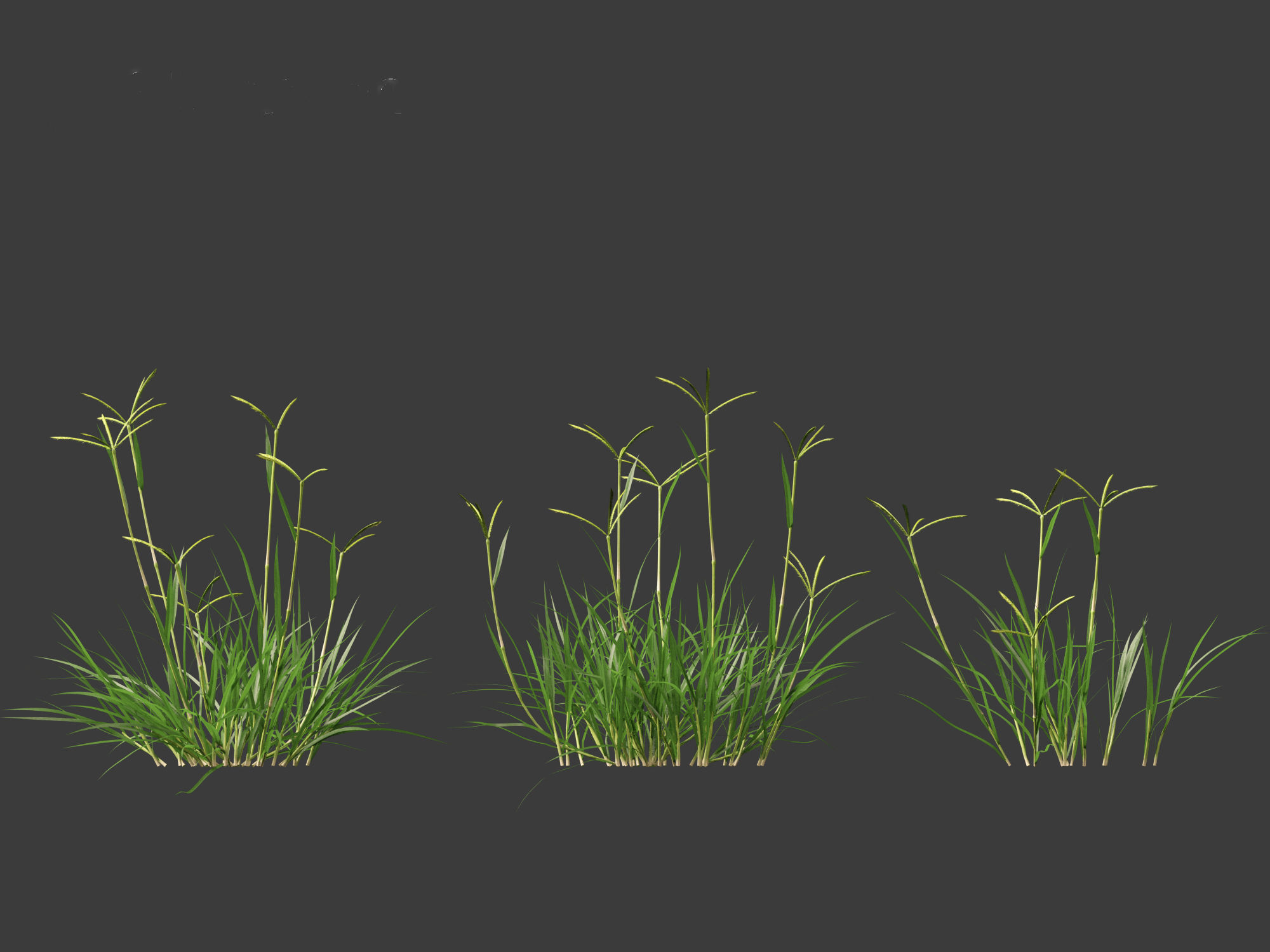 Dactyloctenium aegyptium - Egyptian crowfoot grass 01 Grass   3D model_6