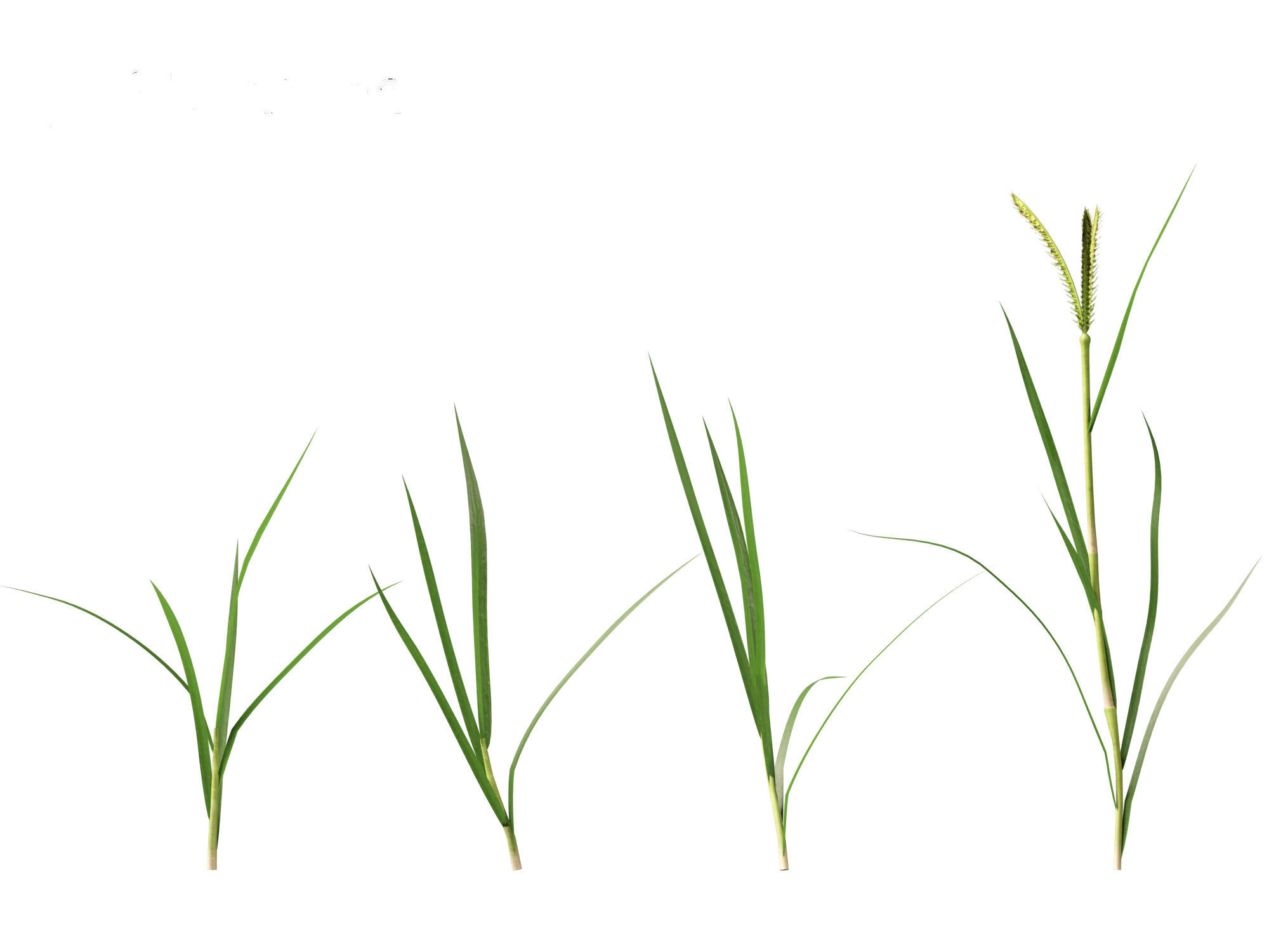 Dactyloctenium aegyptium - Egyptian crowfoot grass 01 Grass   3D model_8