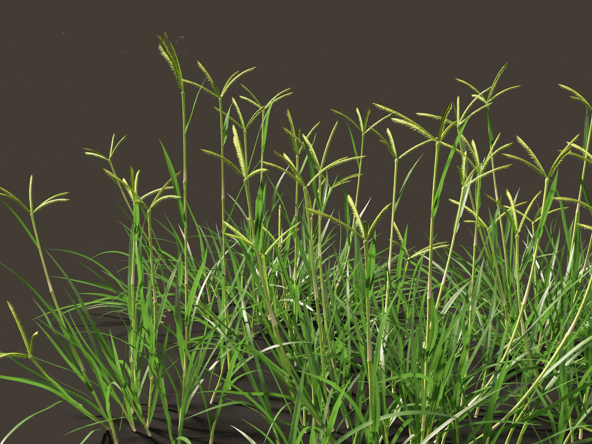 Dactyloctenium aegyptium - Egyptian crowfoot grass 01 Grass   3D model_7