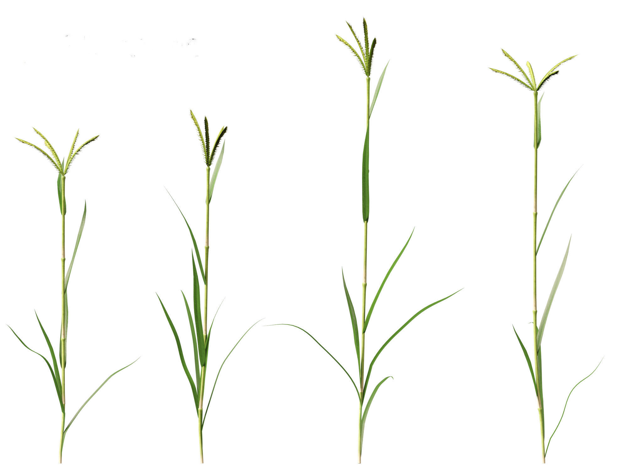 Dactyloctenium aegyptium - Egyptian crowfoot grass 01 Grass   3D model_3