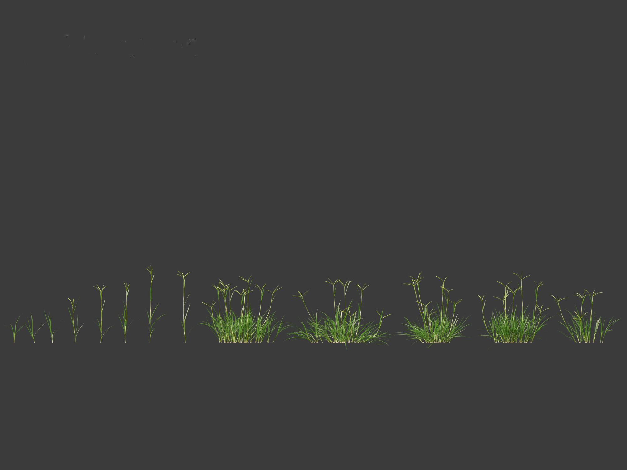 Dactyloctenium aegyptium - Egyptian crowfoot grass 01 Grass   3D model_2