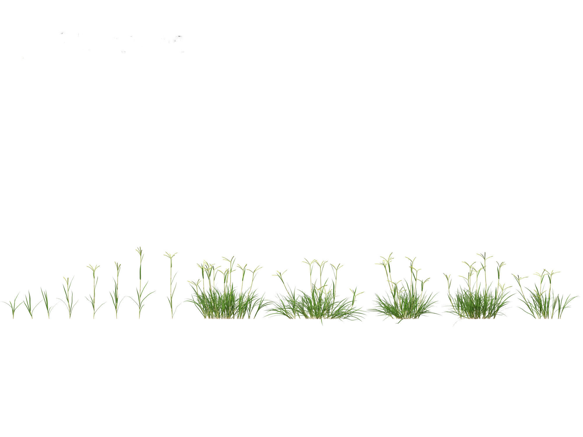 Dactyloctenium aegyptium - Egyptian crowfoot grass 01 Grass   3D model_1