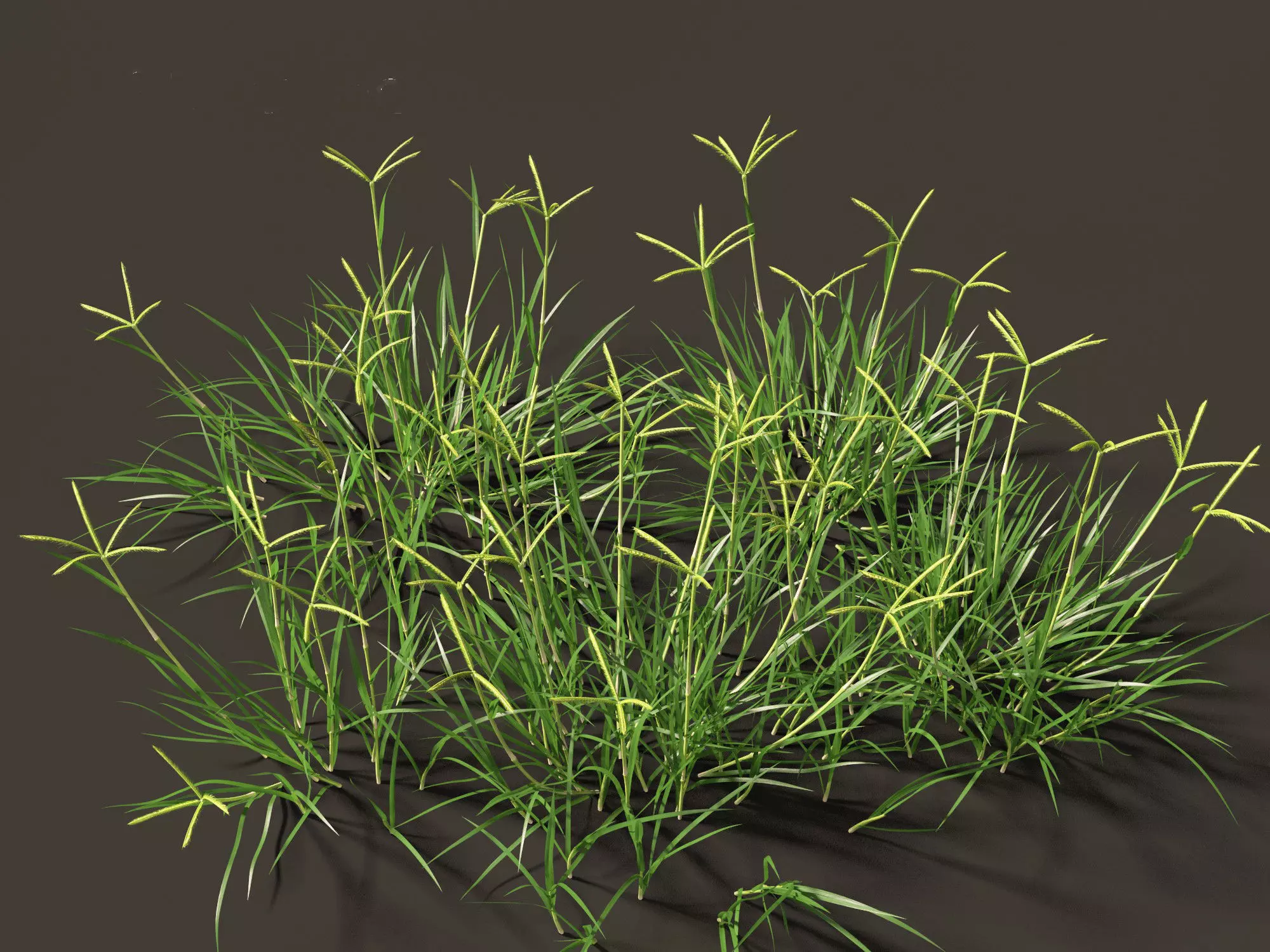Dactyloctenium aegyptium - Egyptian crowfoot grass 01 Grass   3D model_0