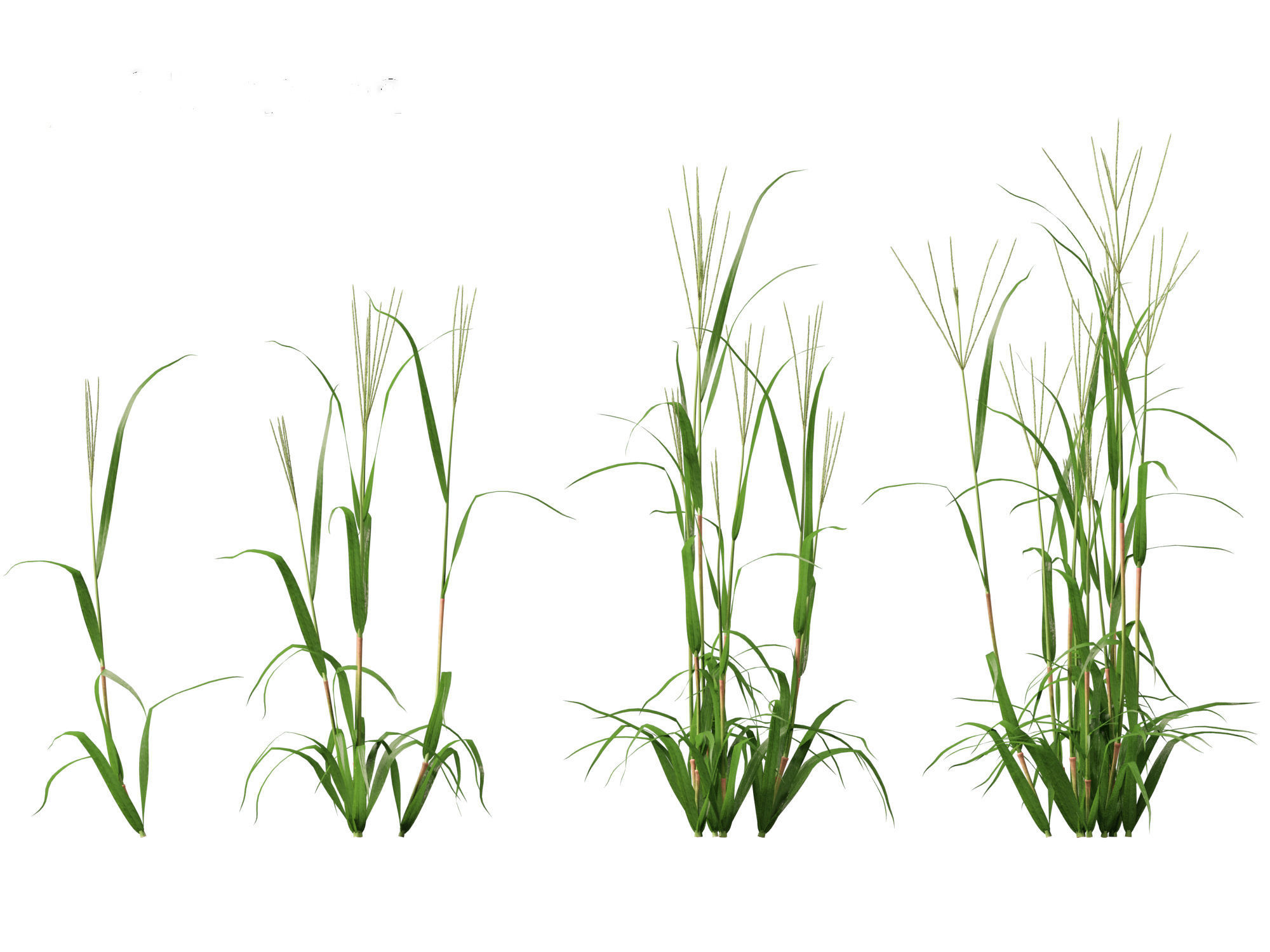 Digitaria ciliaris - Fingergrass 01 Grass   3D model_4