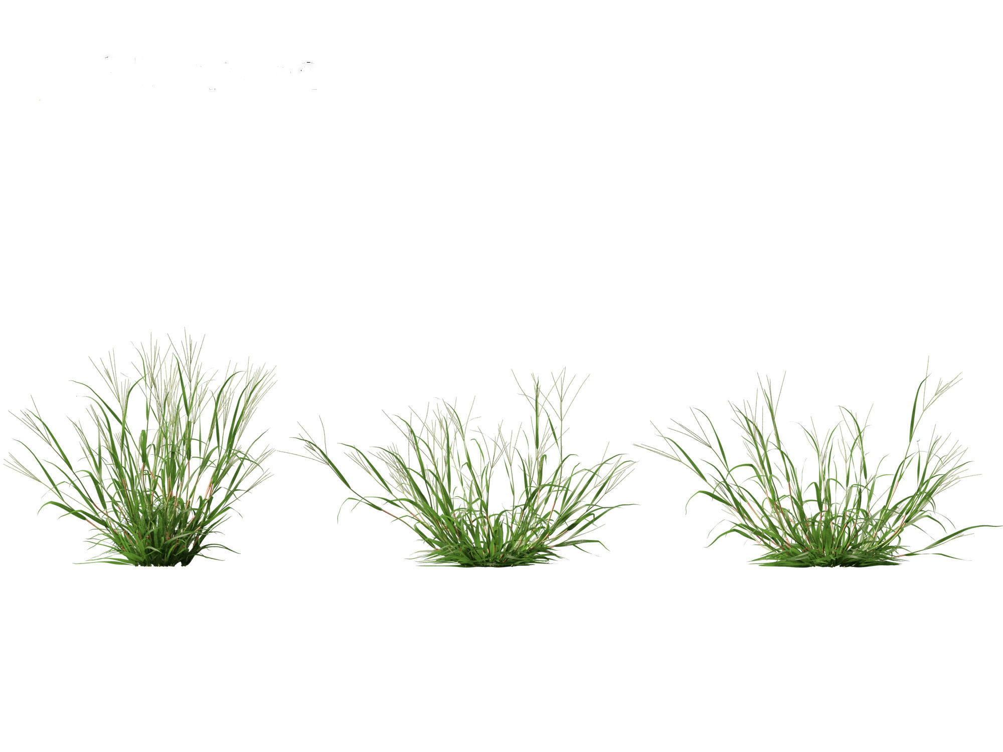 Digitaria ciliaris - Fingergrass 01 Grass   3D model_8