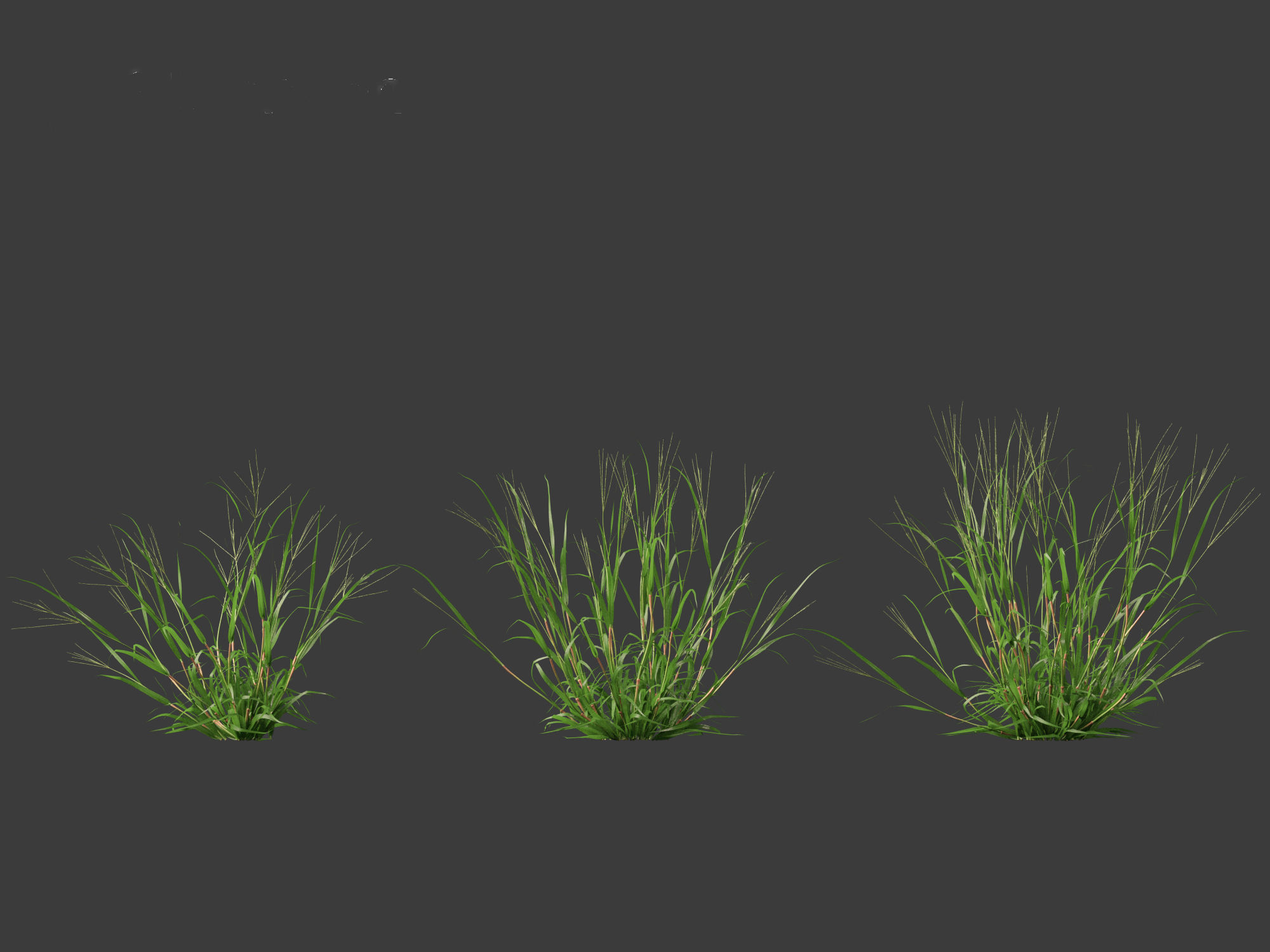 Digitaria ciliaris - Fingergrass 01 Grass   3D model_7