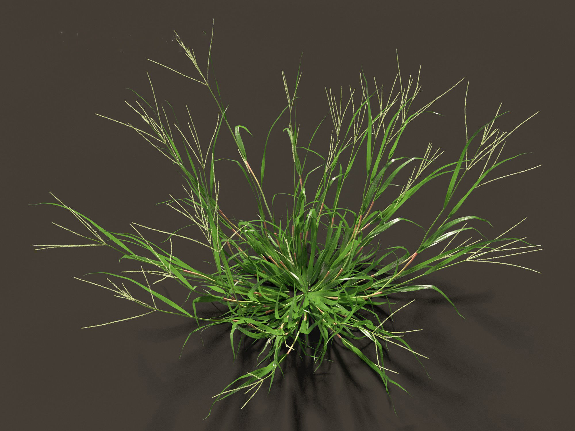 Digitaria ciliaris - Fingergrass 01 Grass   3D model_2