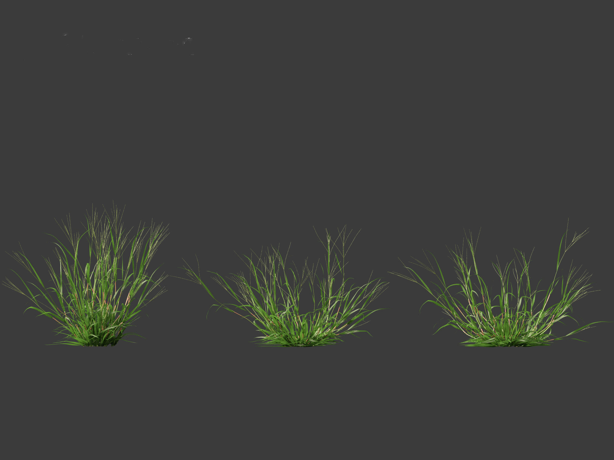 Digitaria ciliaris - Fingergrass 01 Grass   3D model_9