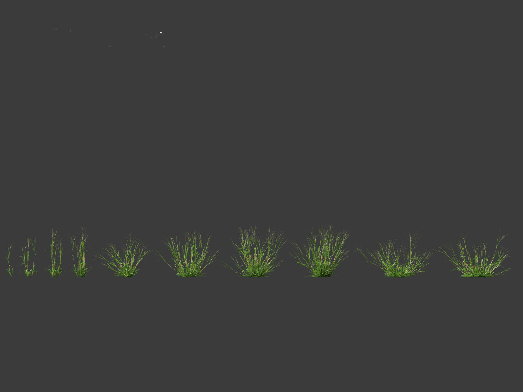 Digitaria ciliaris - Fingergrass 01 Grass   3D model_3