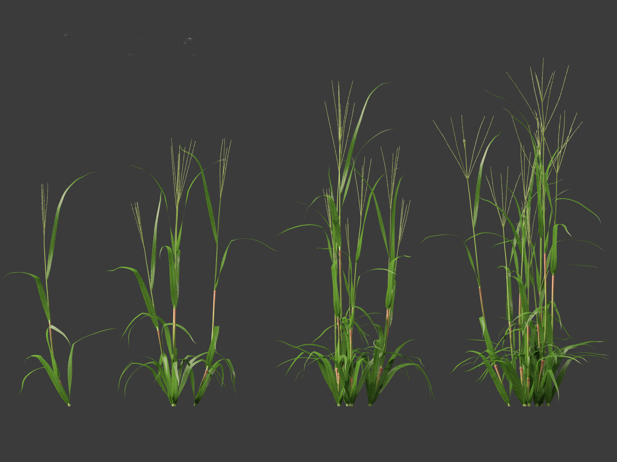 Digitaria ciliaris - Fingergrass 01 Grass   3D model_5