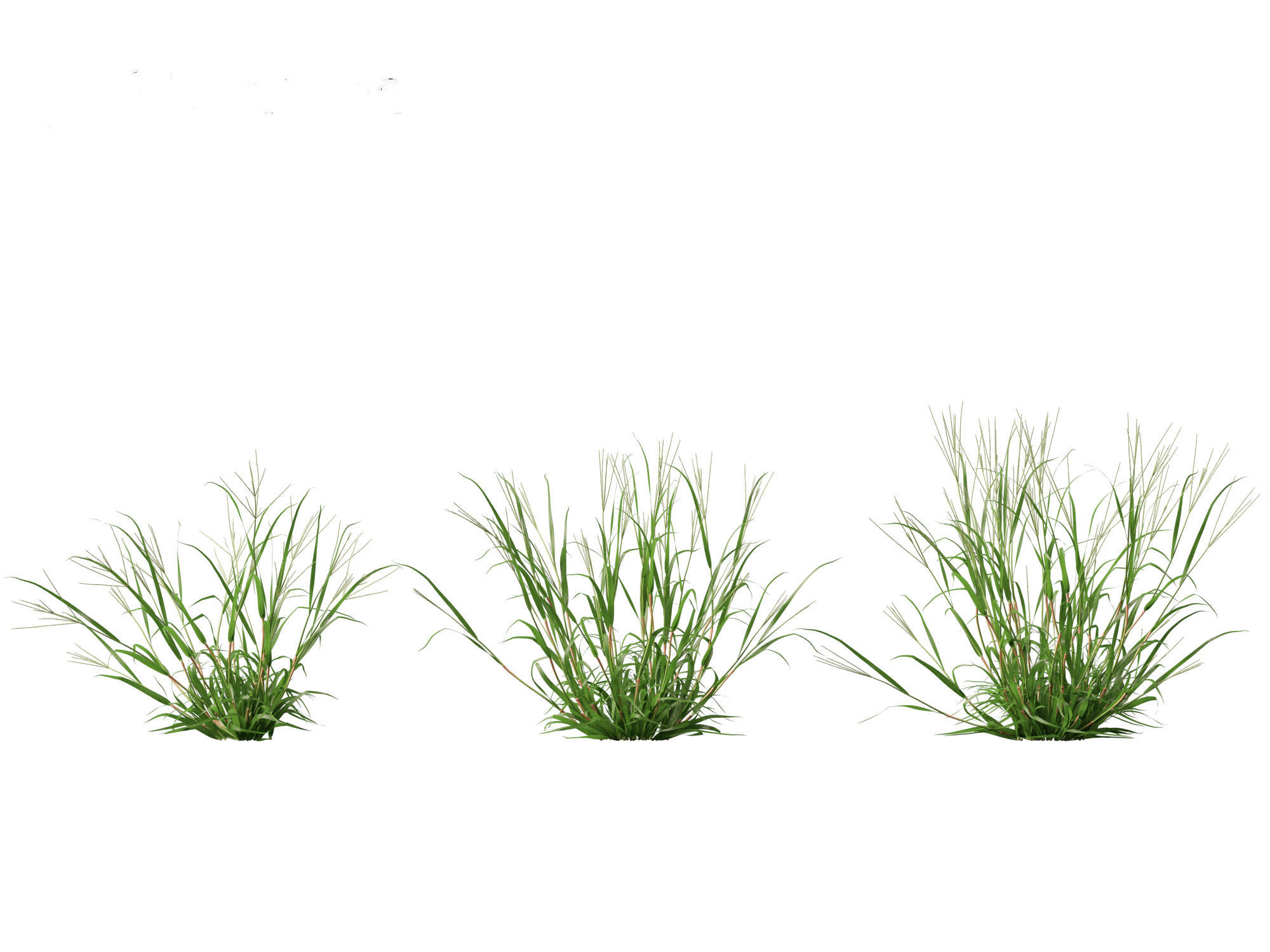 Digitaria ciliaris - Fingergrass 01 Grass   3D model_6