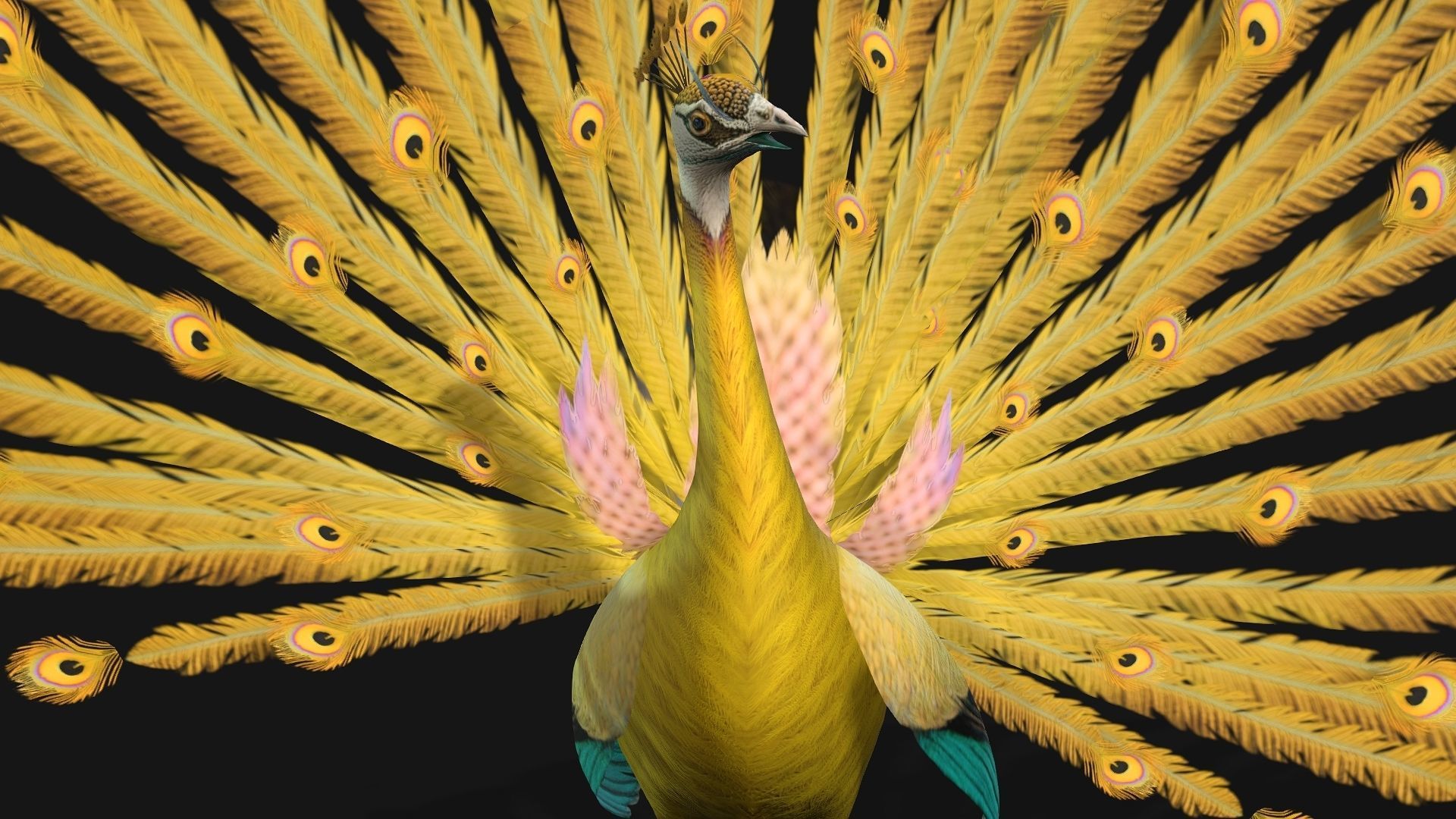 Peacock A2 3D model_2