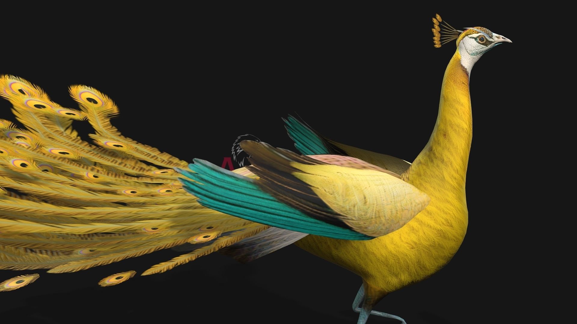 Peacock A2 3D model_4