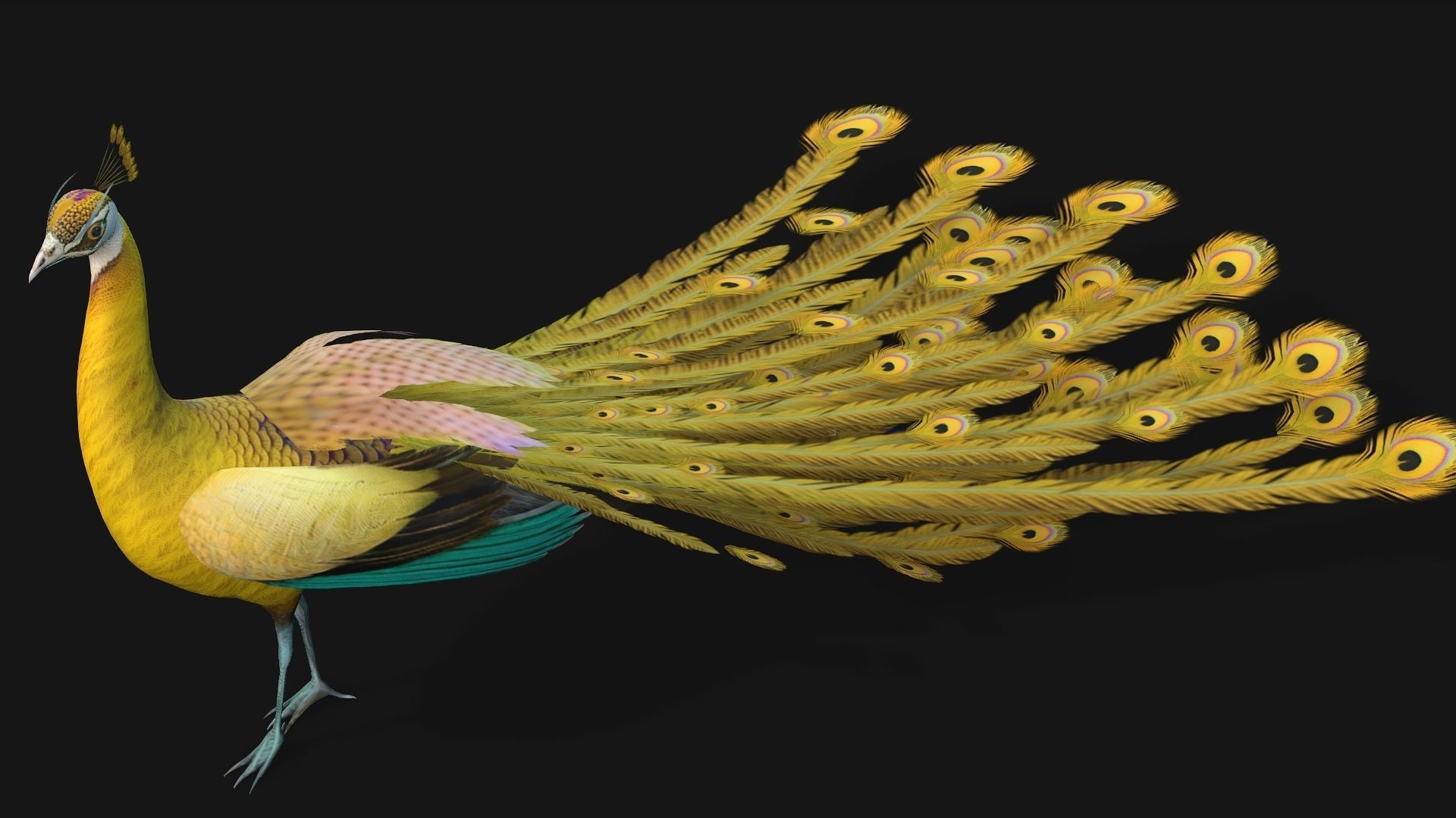 Peacock A2 3D model_3