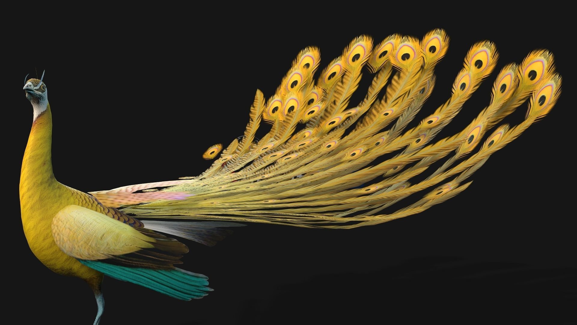 Peacock A2 3D model_6