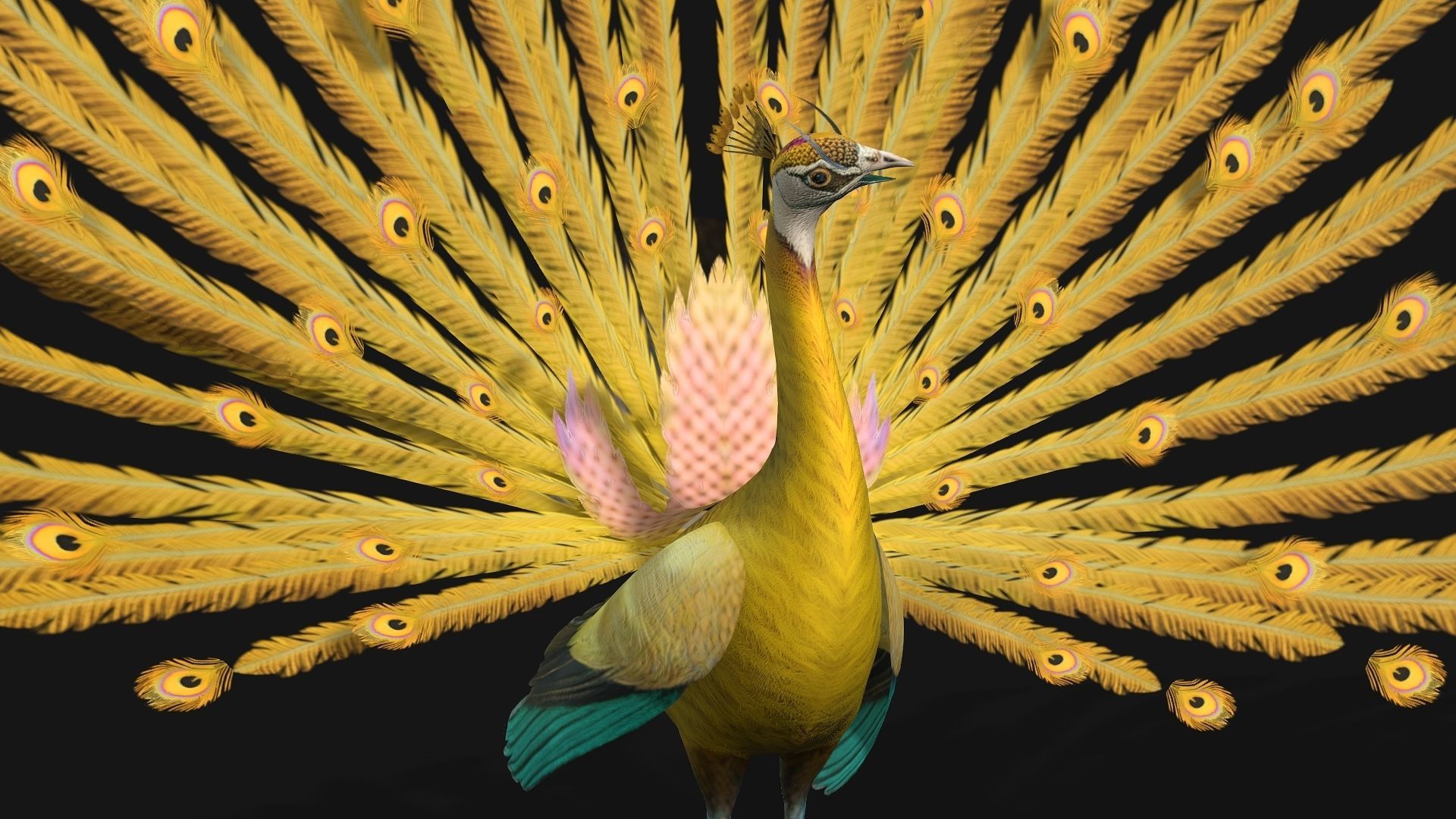 Peacock A2 3D model_5