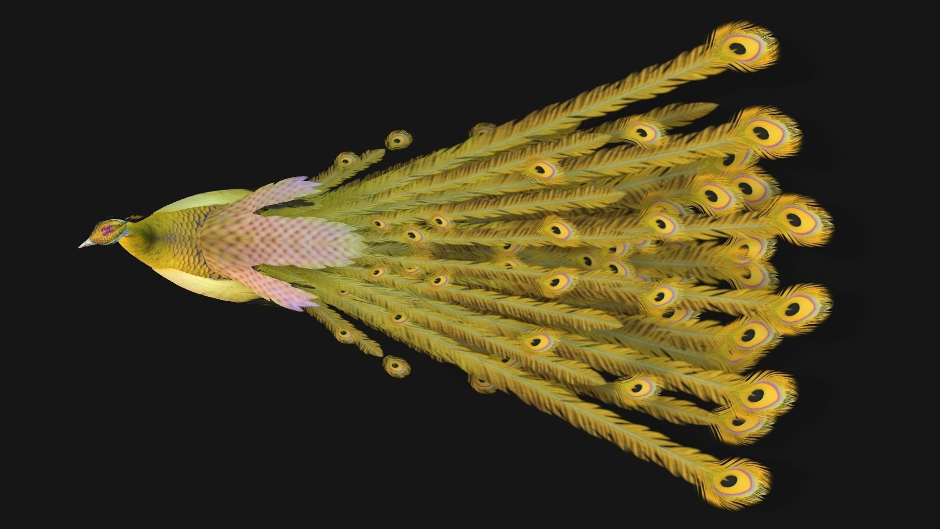 Peacock A2 3D model_8