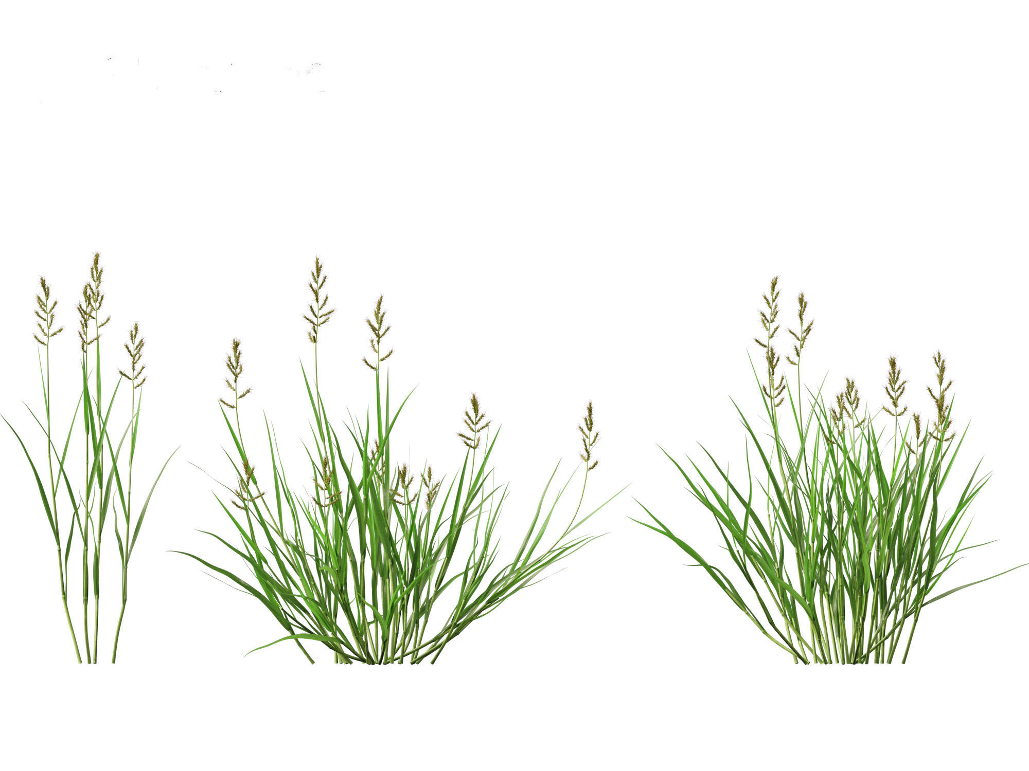 HighPoly LowPoly - Echinochloa crusgalli - cockspur grass Low-poly 3D model_6