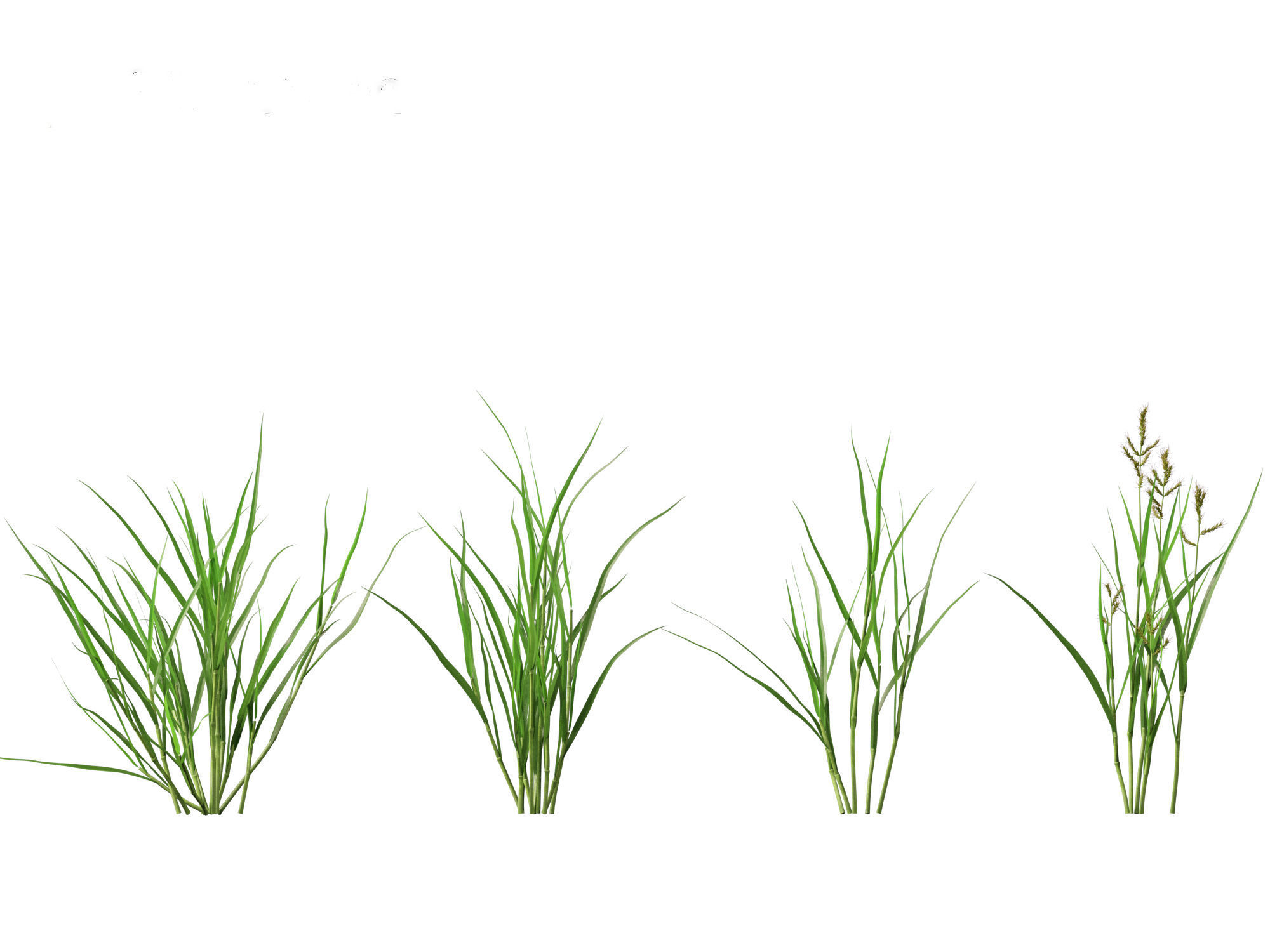 HighPoly LowPoly - Echinochloa crusgalli - cockspur grass Low-poly 3D model_3