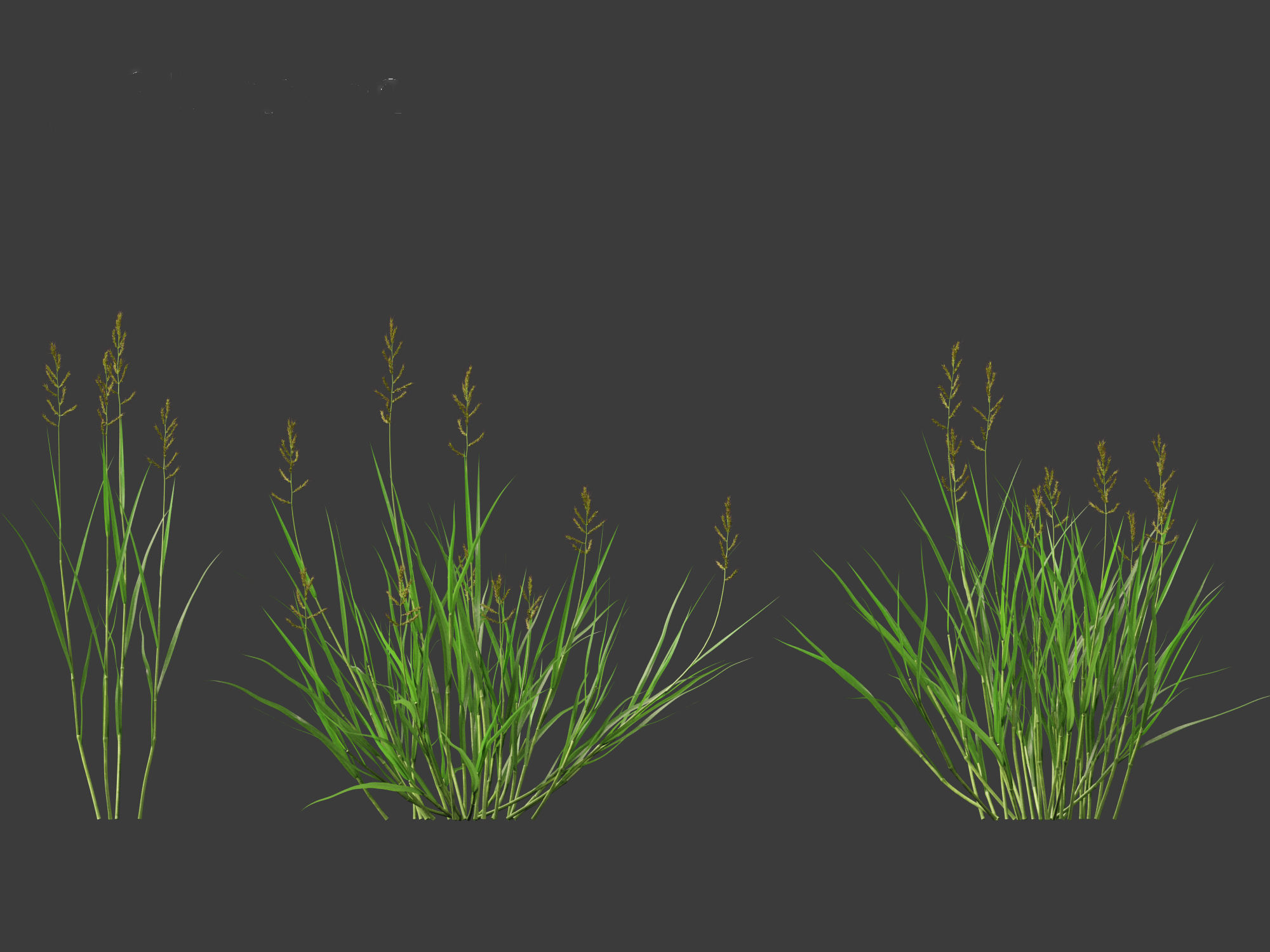 HighPoly LowPoly - Echinochloa crusgalli - cockspur grass Low-poly 3D model_7