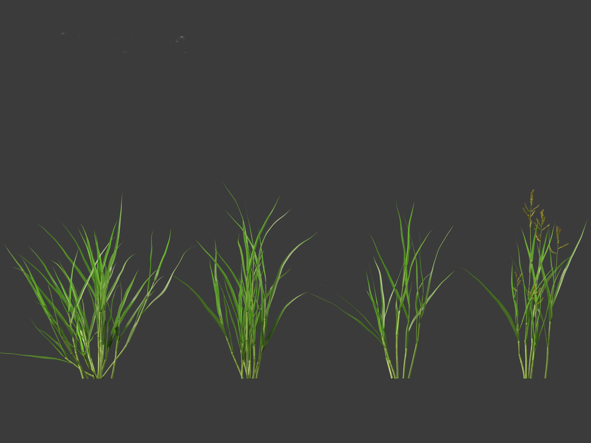 HighPoly LowPoly - Echinochloa crusgalli - cockspur grass Low-poly 3D model_4
