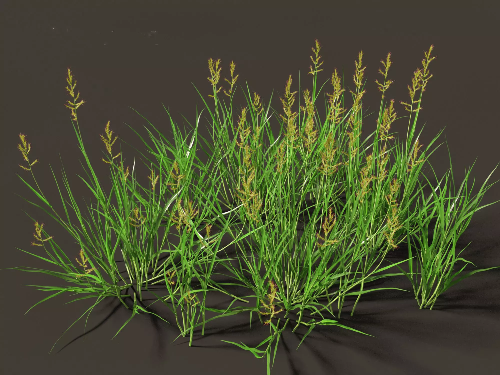 HighPoly LowPoly - Echinochloa crusgalli - cockspur grass Low-poly 3D model_0