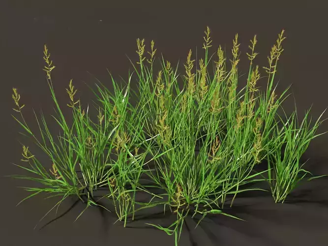 HighPoly LowPoly - Echinochloa crusgalli - cockspur grass