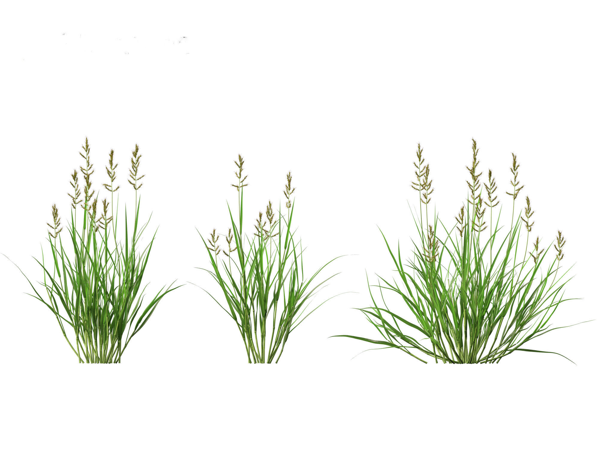 HighPoly LowPoly - Echinochloa crusgalli - cockspur grass Low-poly 3D model_8
