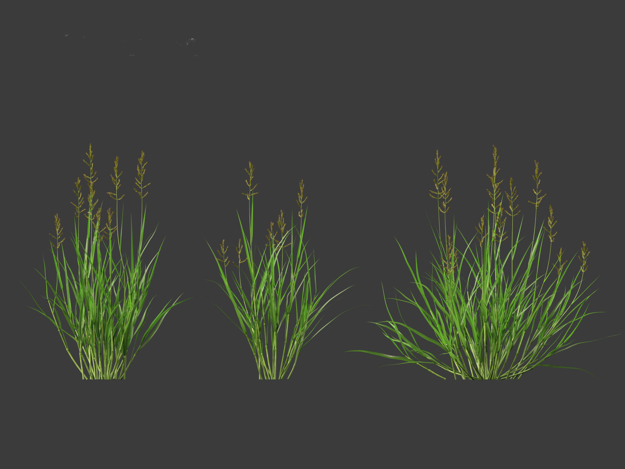 HighPoly LowPoly - Echinochloa crusgalli - cockspur grass Low-poly 3D model_9