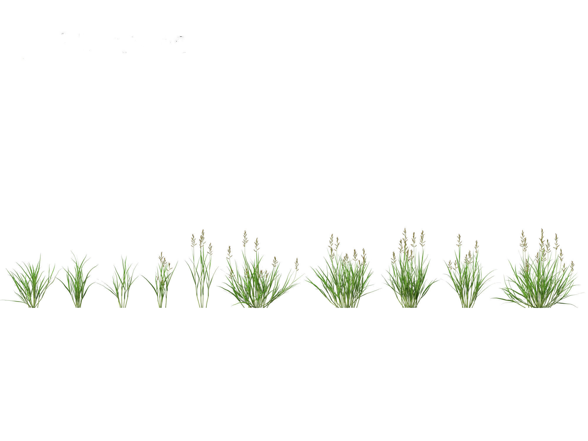 HighPoly LowPoly - Echinochloa crusgalli - cockspur grass Low-poly 3D model_1