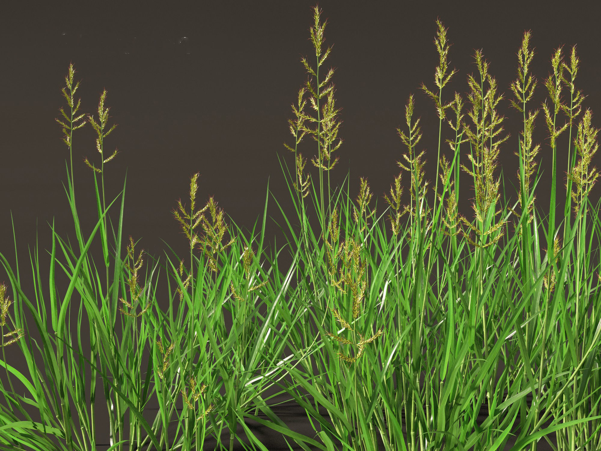 HighPoly LowPoly - Echinochloa crusgalli - cockspur grass Low-poly 3D model_5