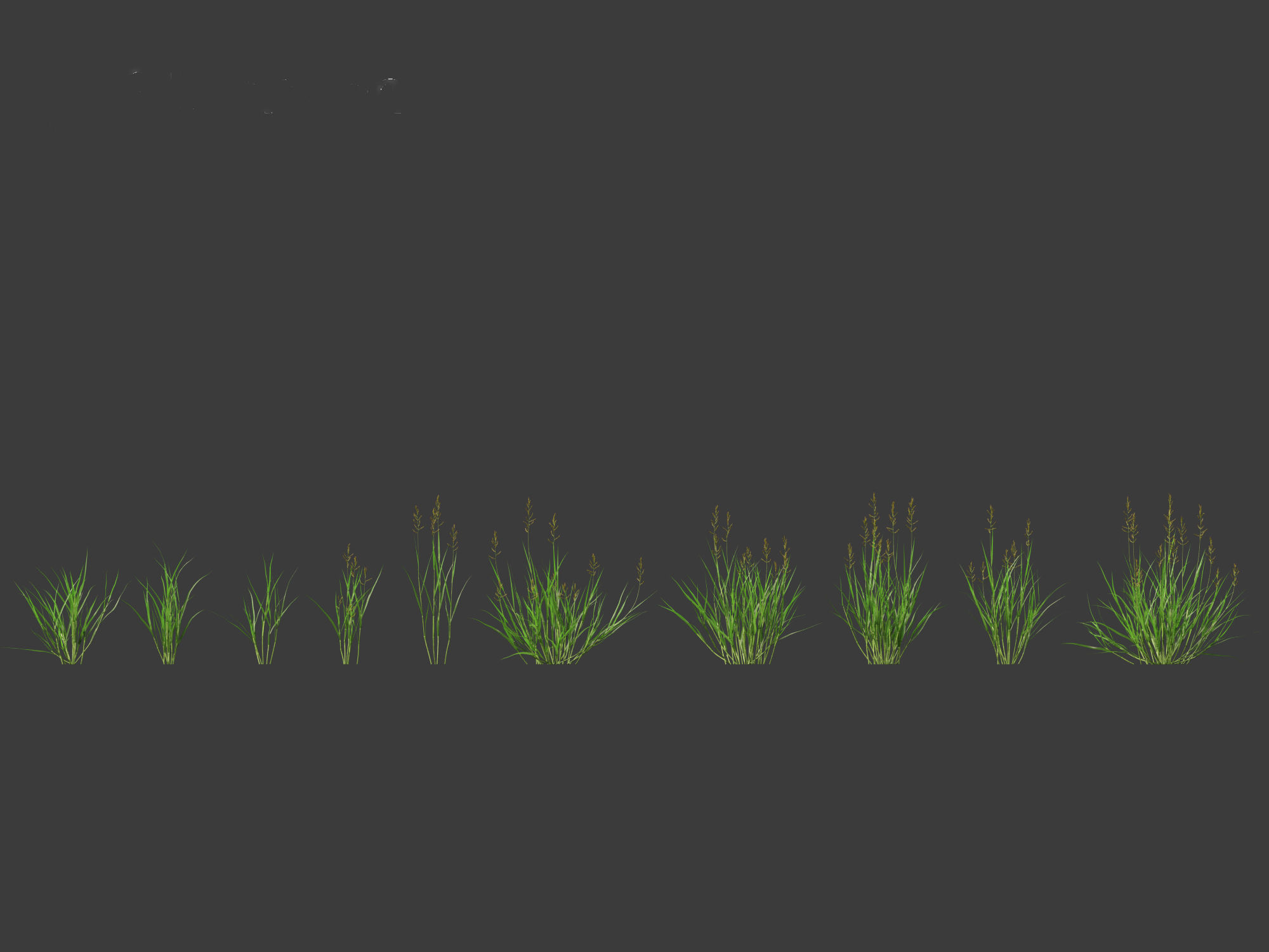 HighPoly LowPoly - Echinochloa crusgalli - cockspur grass Low-poly 3D model_2