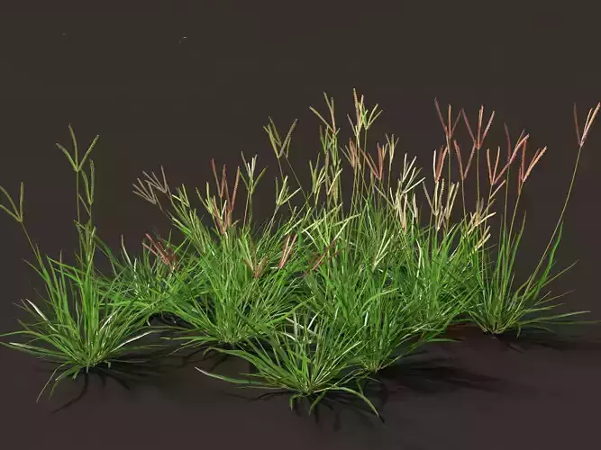 Eleusine indica - Indian Goosegrass 01 Grass