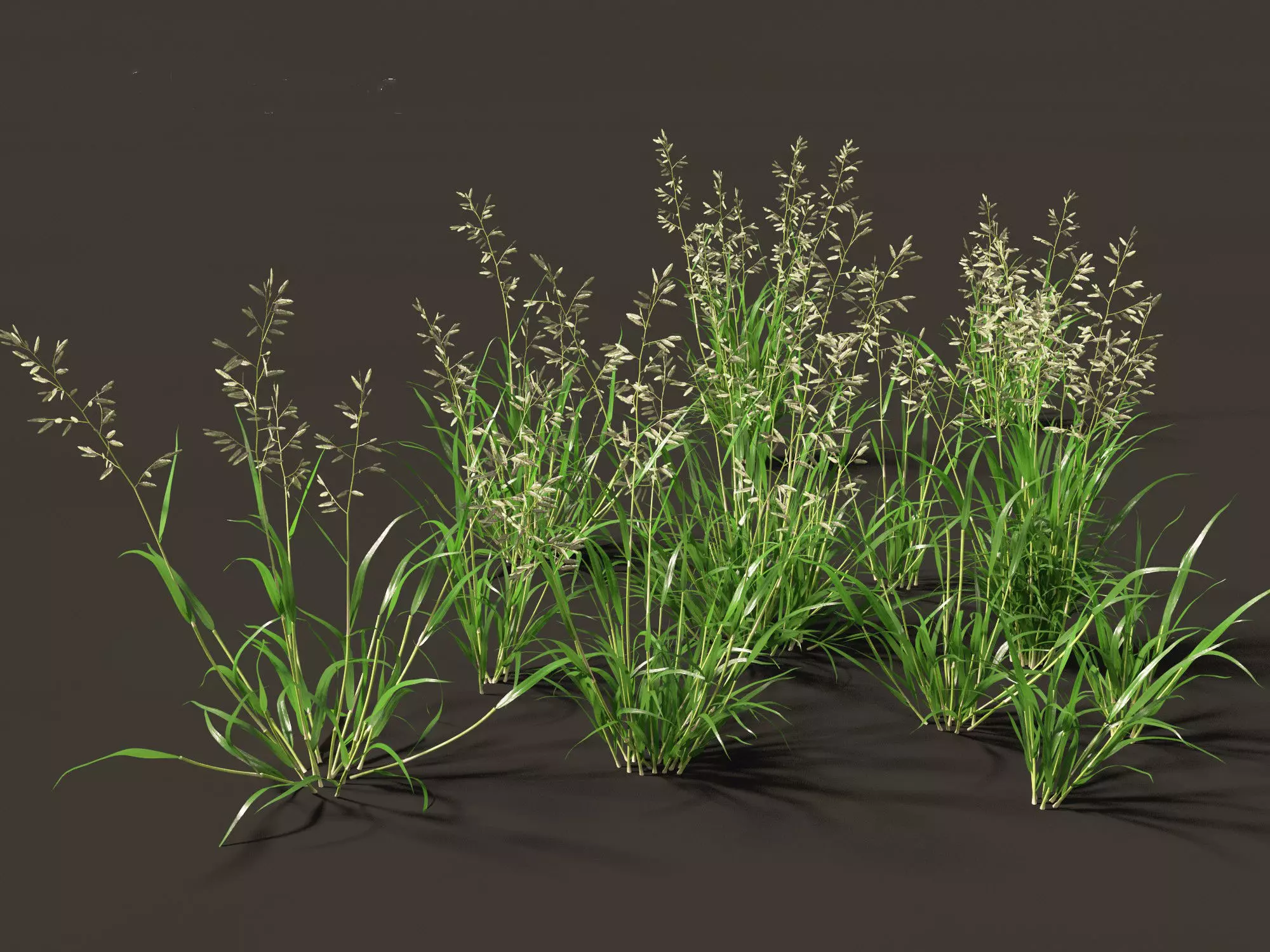 Eragrostis cilianensis - Stink Grass 01 Grass  3D model_0