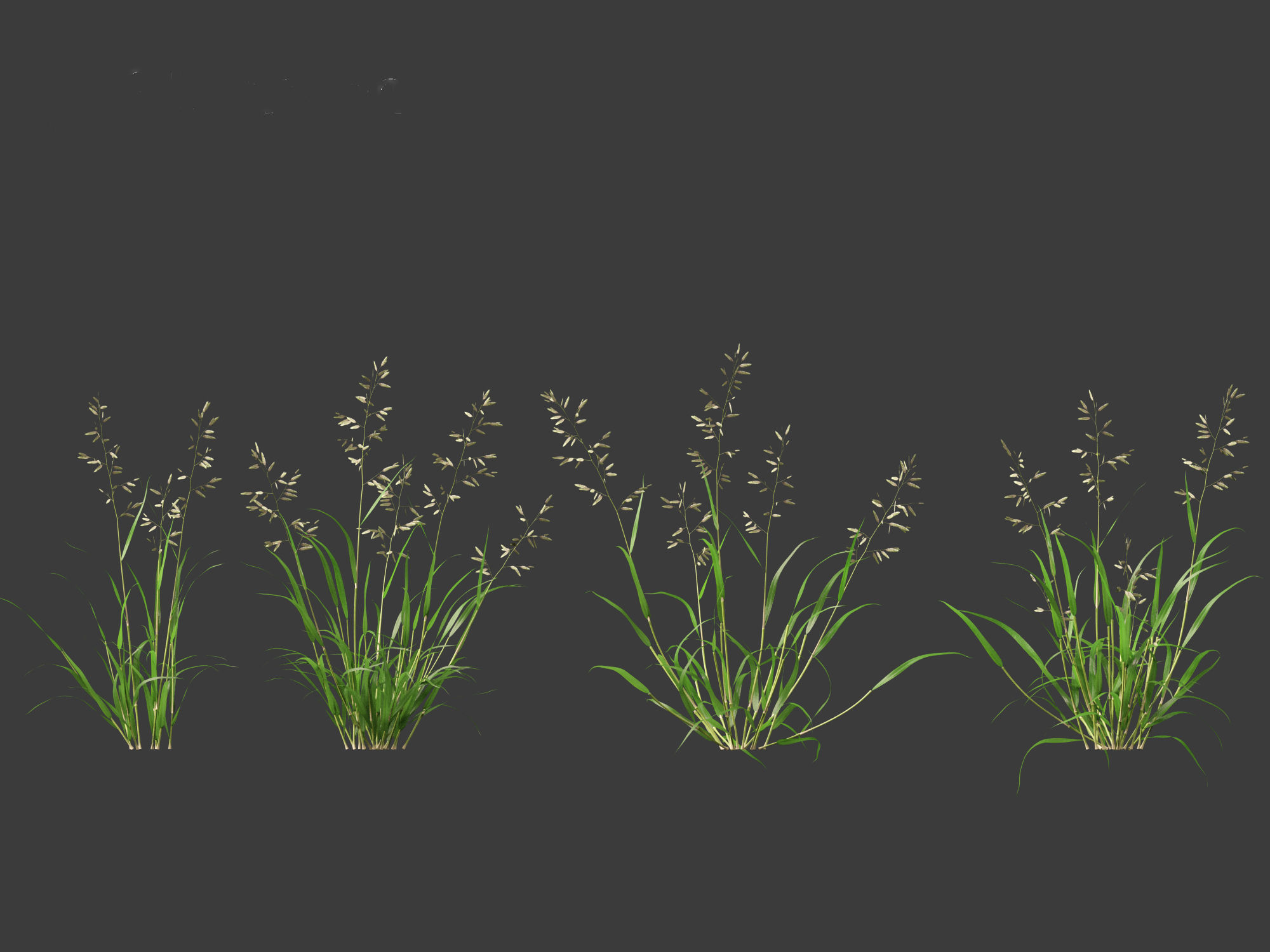 Eragrostis cilianensis - Stink Grass 01 Grass  3D model_4