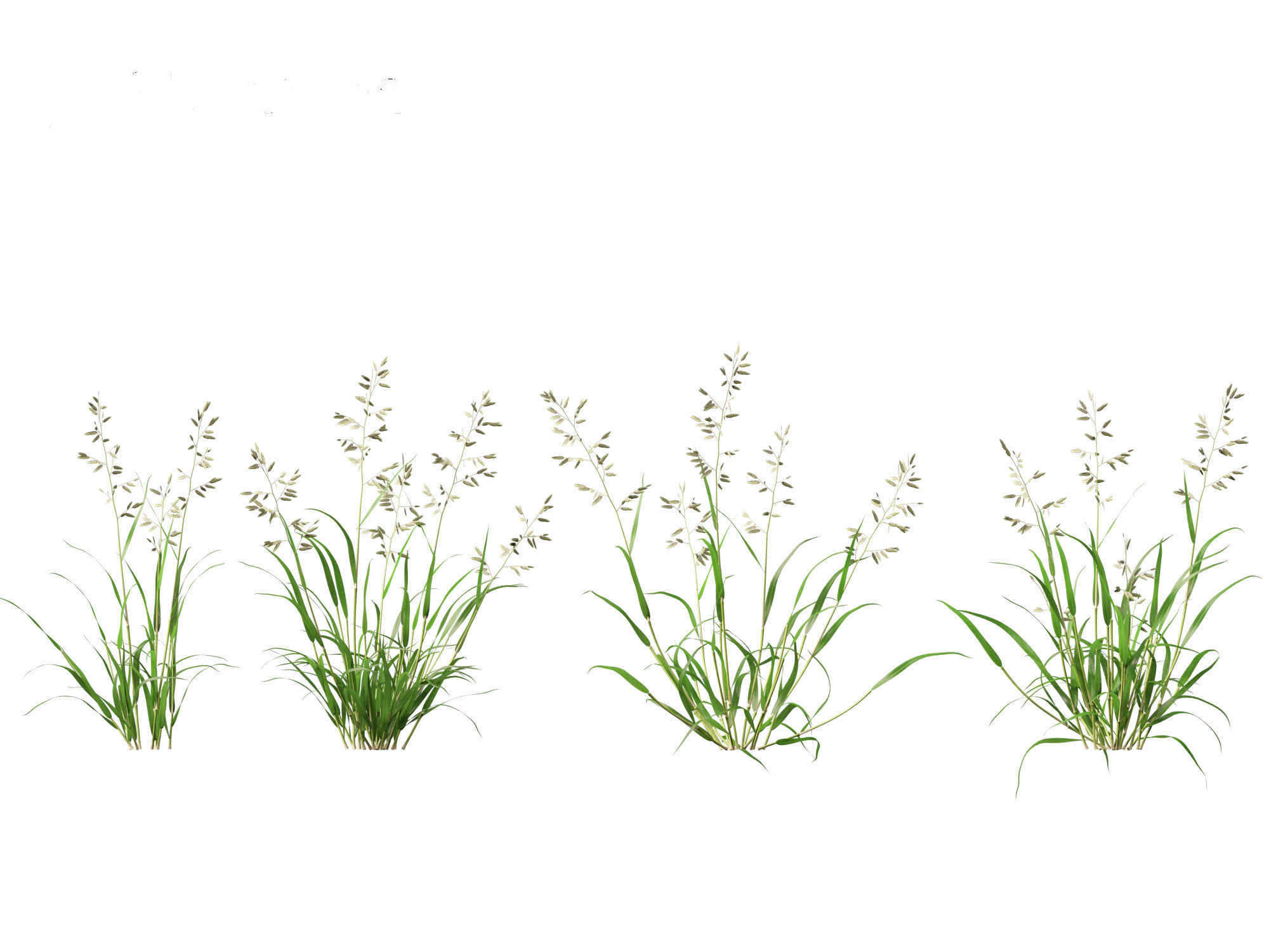 Eragrostis cilianensis - Stink Grass 01 Grass  3D model_3