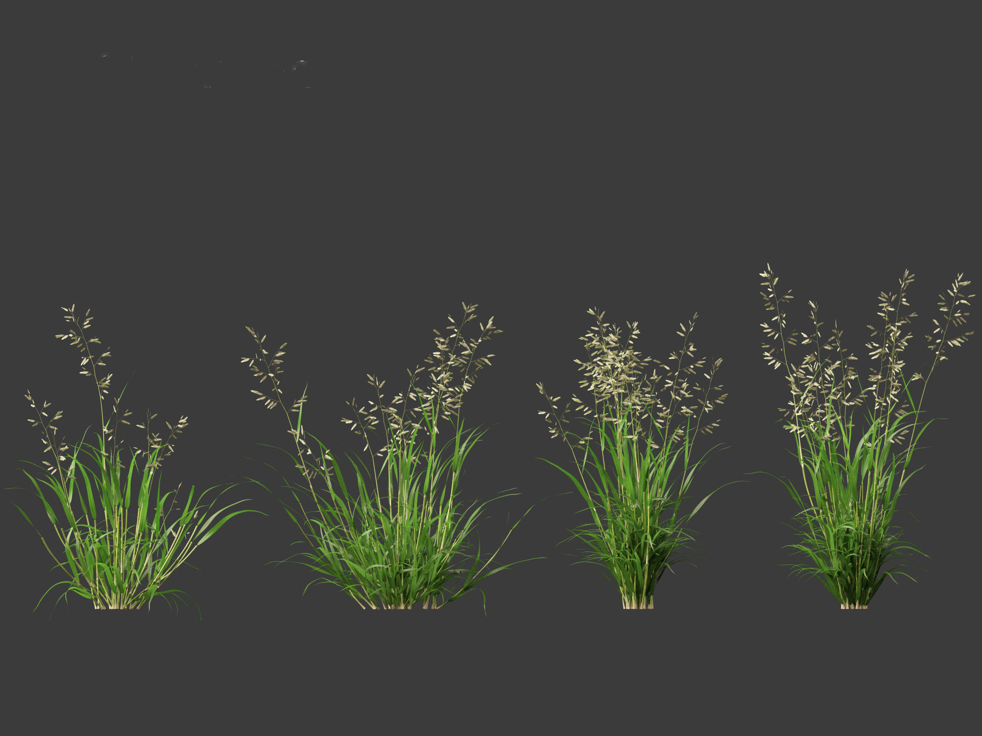 Eragrostis cilianensis - Stink Grass 01 Grass  3D model_8