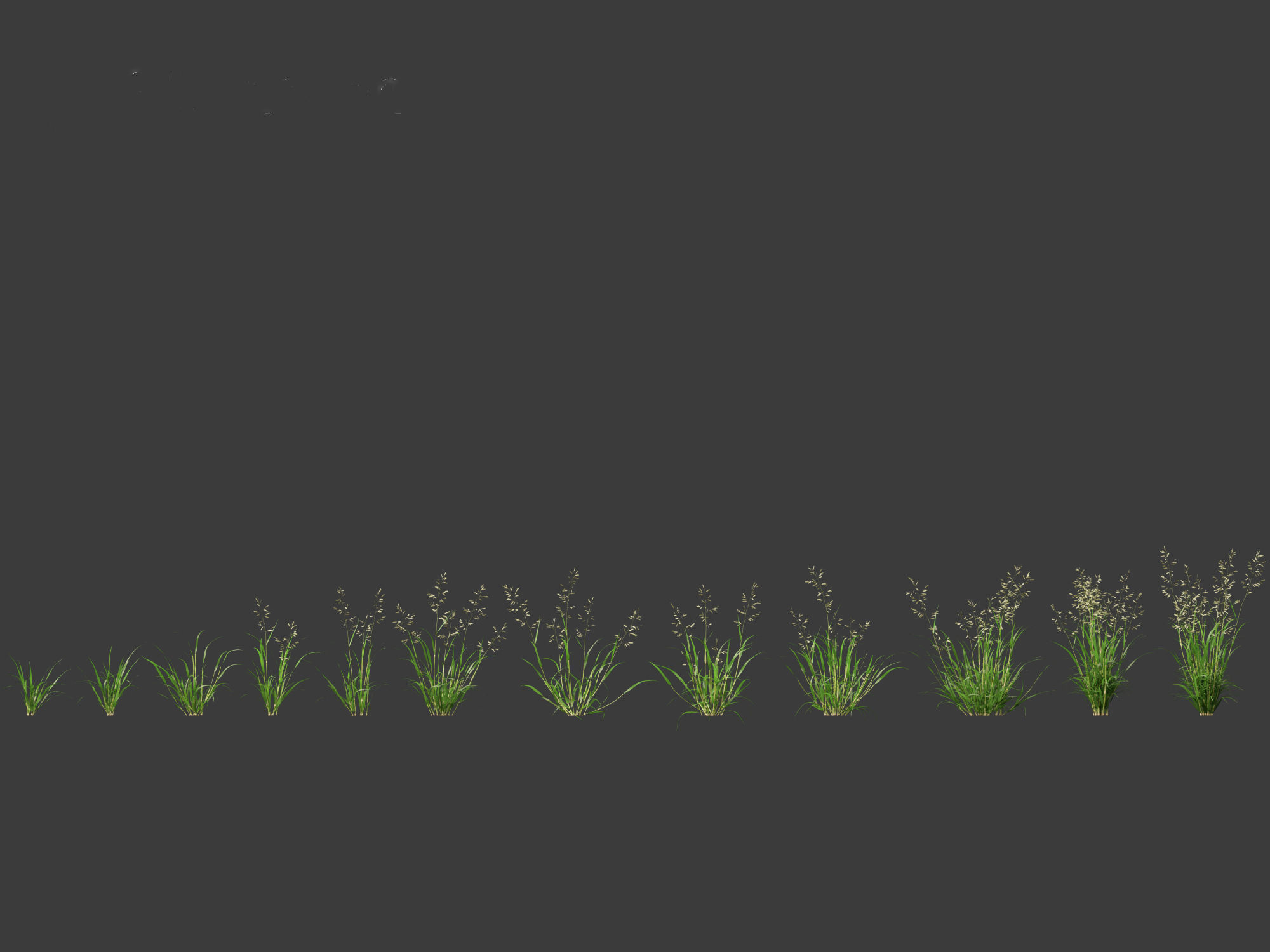 Eragrostis cilianensis - Stink Grass 01 Grass  3D model_2