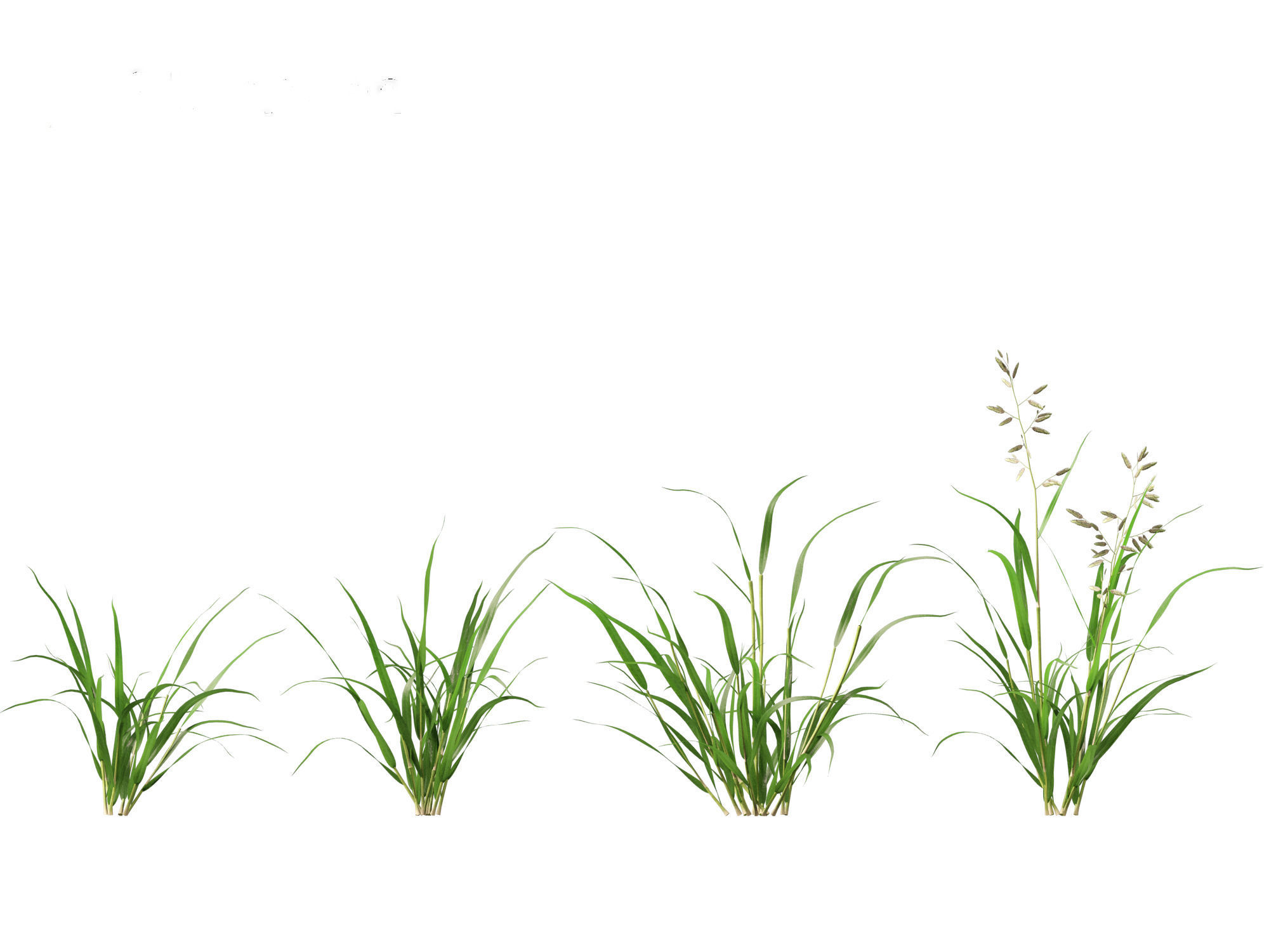 Eragrostis cilianensis - Stink Grass 01 Grass  3D model_5