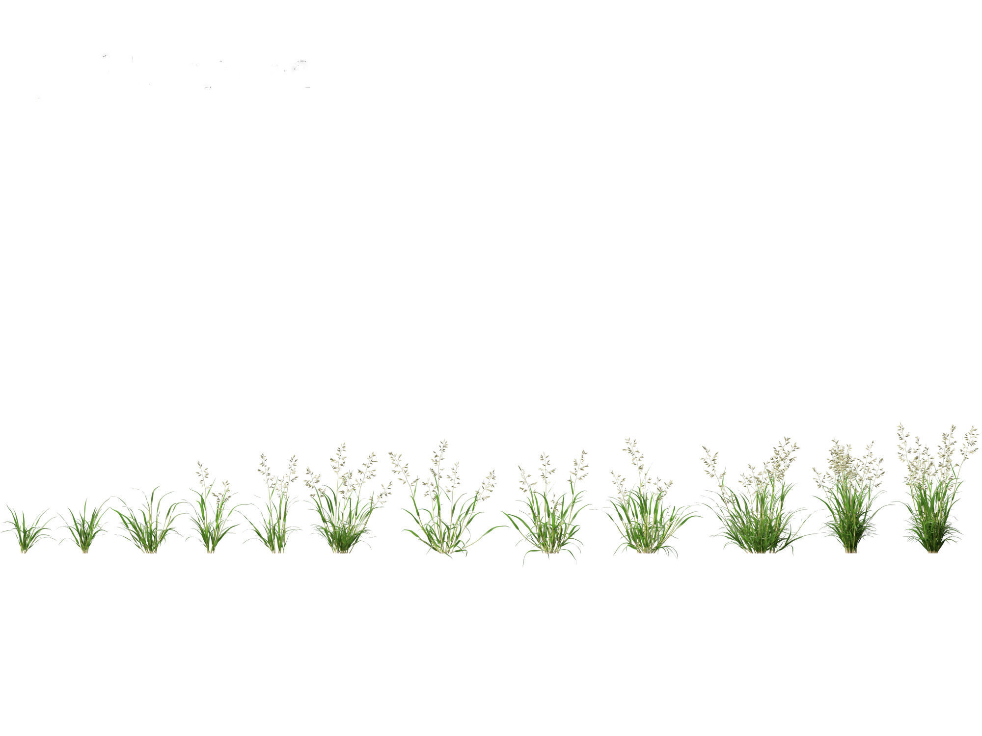 Eragrostis cilianensis - Stink Grass 01 Grass  3D model_1