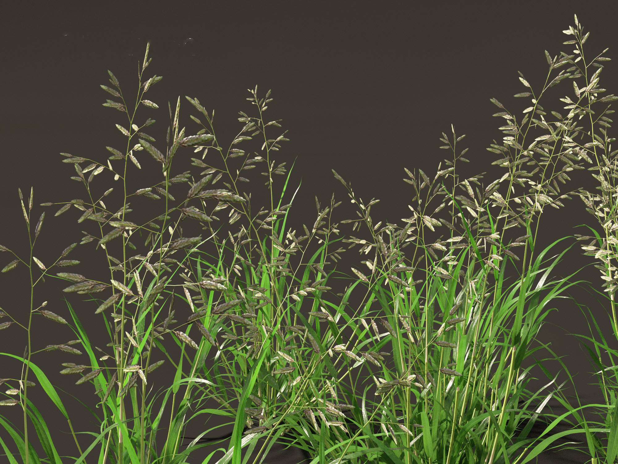 Eragrostis cilianensis - Stink Grass 01 Grass  3D model_9