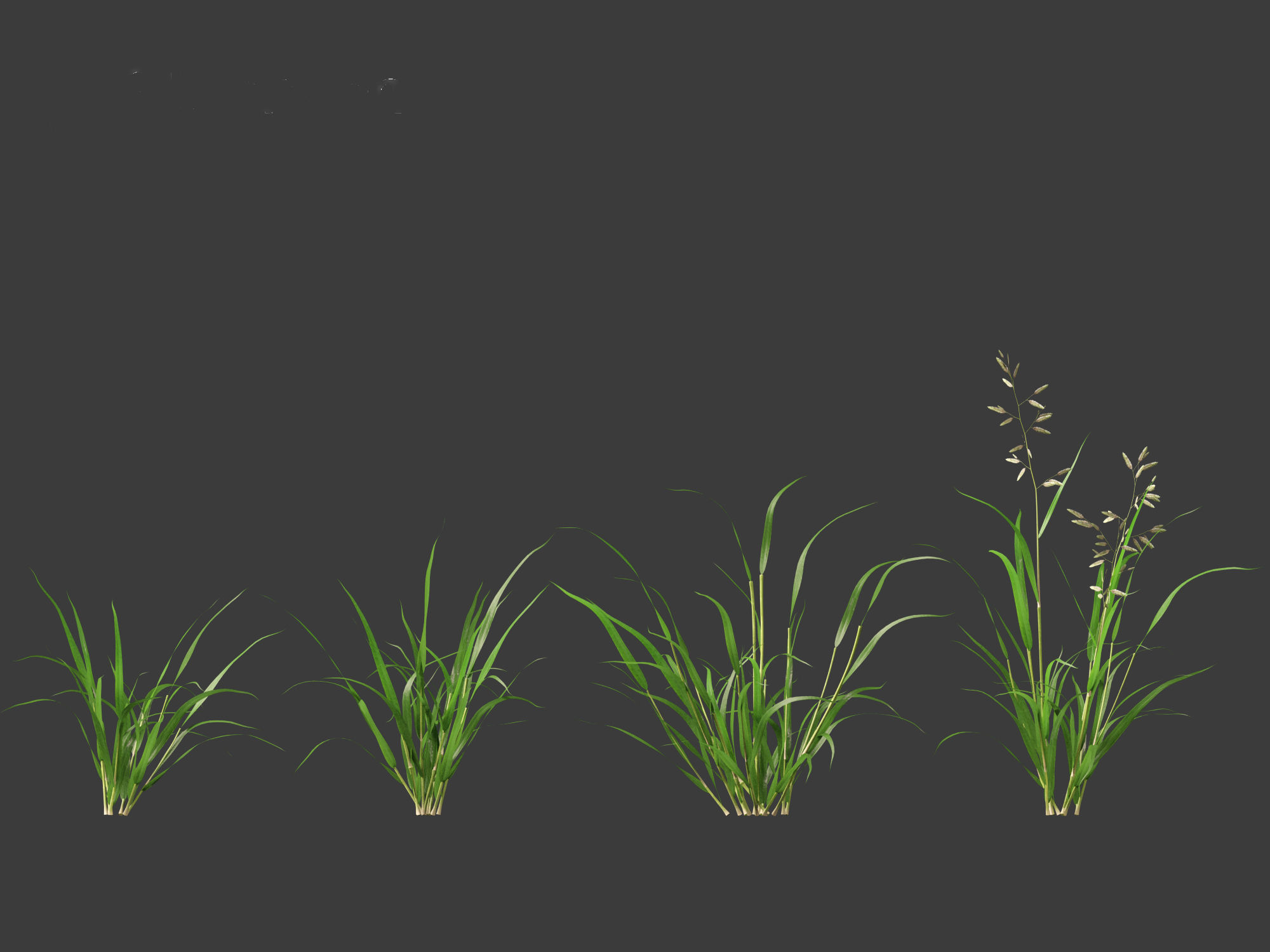 Eragrostis cilianensis - Stink Grass 01 Grass  3D model_6